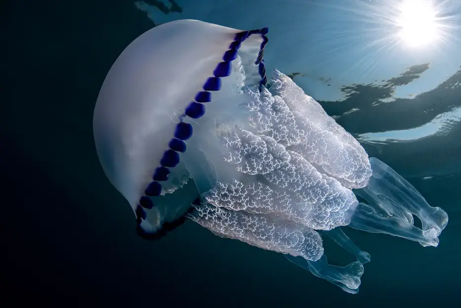 Amanti della subacquea e dell'arte fotografica