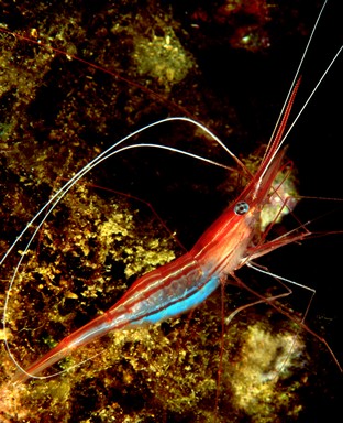 AG06-Parapandalo.jpg