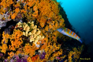 AG09-Donzella-pavonina.jpg