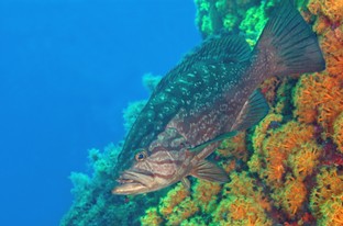 AG10-Cernia-rossa.jpg