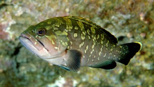 AG11-Cernia-bruna.jpg