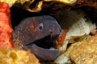 AG14-Murena-gambero.jpg