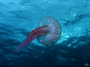 CC02-Scoglio_Argentarola__Momte_Argentario.jpg