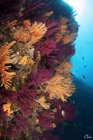 CC03-Scoglio_Argentarola_Monte_Argentario.jpg