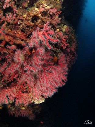CC04-Scoglio_del_corallo__Monte_Argentario.jpg