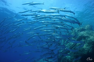 CC15-Le_Scole_Isola_del_Giglio.jpg