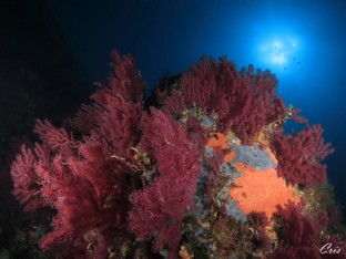 CC18-Le_Scole_Isola_del_Giglio.jpg