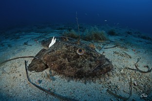 CC19-Isola_di_Giannutri.jpg