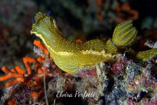 EP01-Nudibranchi.jpg