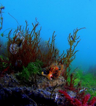 EP04-Nudibranchi.jpg