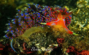 EP05-Nudibranchi.jpeg