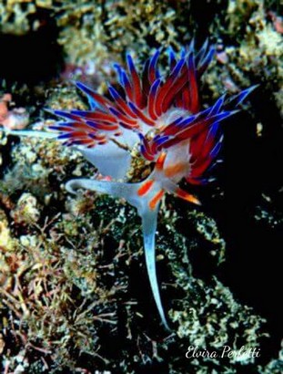 EP12-Nudibranchi.jpeg