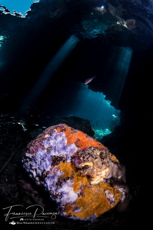FP01-Spugne.jpg
