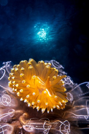 FP02-Antiopella.jpg