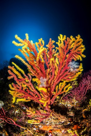 FP03-Paramuricea.jpg