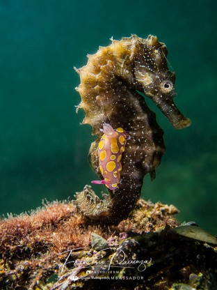 FP04-Hippocampus.jpg
