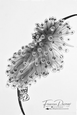 FP05-Antiopella.jpg