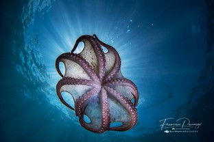 FP06-Octopus-vulgaris.jpg