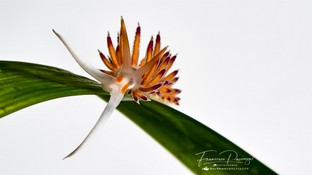 FP07-Cratena-peregrina.jpg