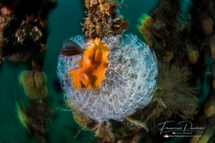 FP08-Yungia-auriantica.jpg