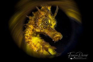 FP09-Hippocampus.jpg