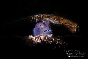 FP10-Gobius-niger.jpg