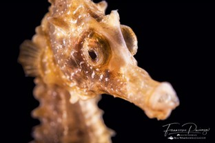 FP11-Hippocampus.jpg