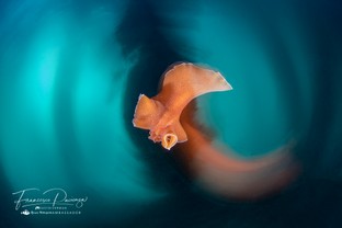 FP12-Yungia-auriantica.jpg