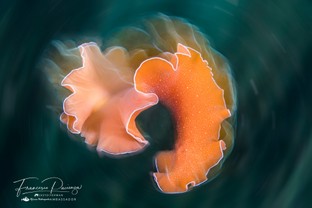 FP13-Yungia-auriantica.jpg