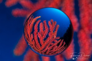 FP16-Paramuricea-clavata.jpg