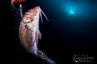 FP17-Mullus-barbatus.jpg