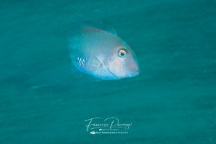 FP18-Xyrichthys-novacula.jpg