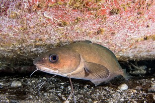 FP20-Musdea.jpg