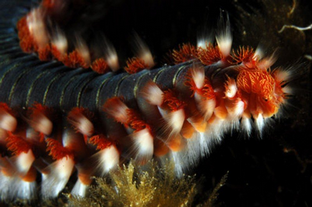 FS01-Hermodice-carunculata.png