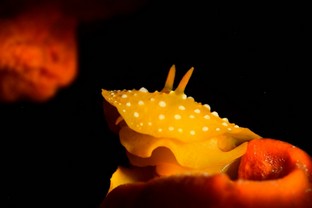 FS03-Nudibranco.jpg