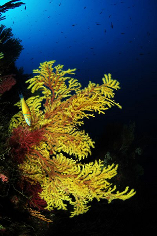 FS07-Paramuricee.png