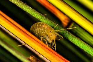 FS08-Gamberetto.jpg