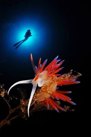 FS14-Nudibranco.jpg