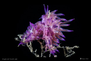 FT08-Nudibranchi8963.jpg