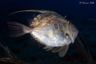 FT09-Pescesanpietro2016 4.jpg