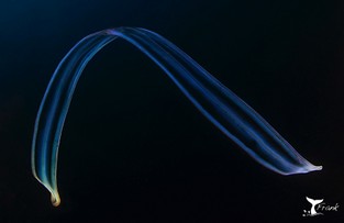 FT19-Cintodivenere2016.jpg