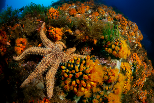 GE02-Marthasterias-glacialis.png