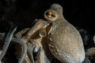 GE06-Octopus-vulgaris.png