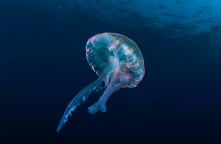 GE09-Pelagia-noctiluca.png