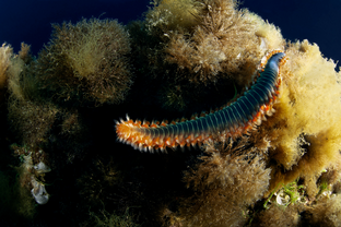 GE13-Hermodice-carunculata.png