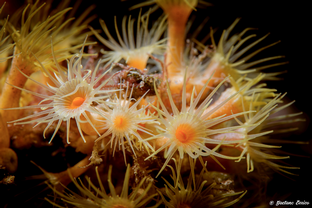 GE17-Parazoanthus axinellae.png