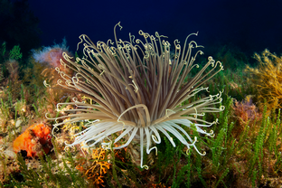 GE18-Cerianthus-membranaceus.png