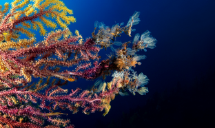 GE20-Paramuricea clavata.png