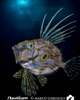 MG03-Pesce sanpietro.png