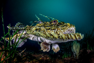 MG10-Rana pescatrice.png